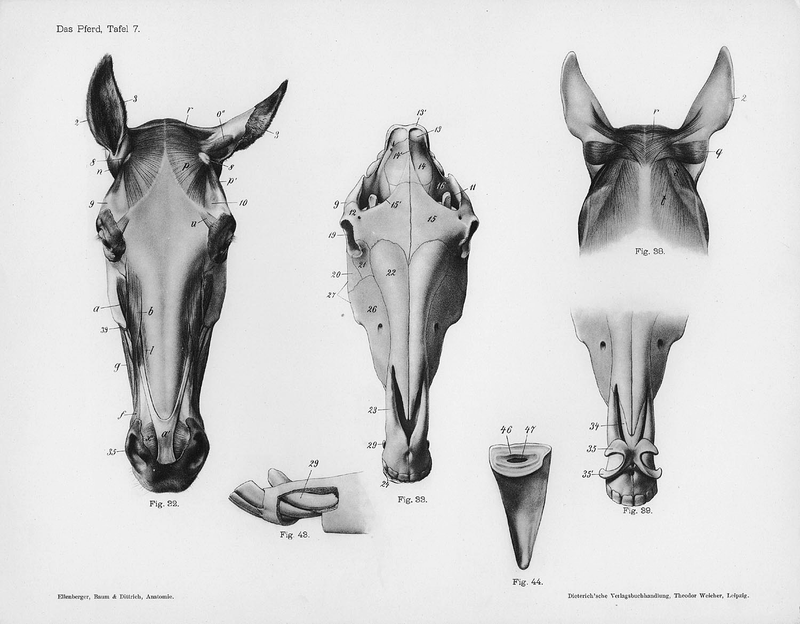 Illustration for article titled Lose Yourself In The Gorgeous Anatomical Drawings of Hermann Dittrich